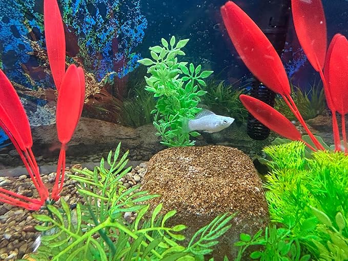 Aquarium Stone for Natural Water Clarification and Odor Removal Featuring Beneficial Bacteria (Medium)