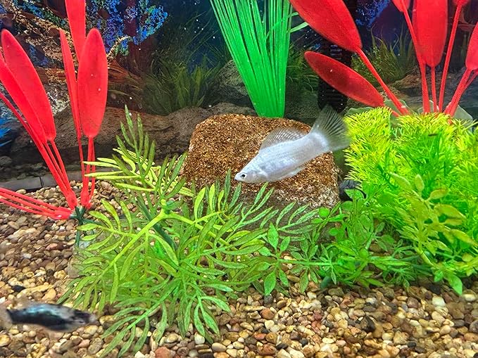 Aquarium Stone for Natural Water Clarification and Odor Removal Featuring Beneficial Bacteria (Medium)