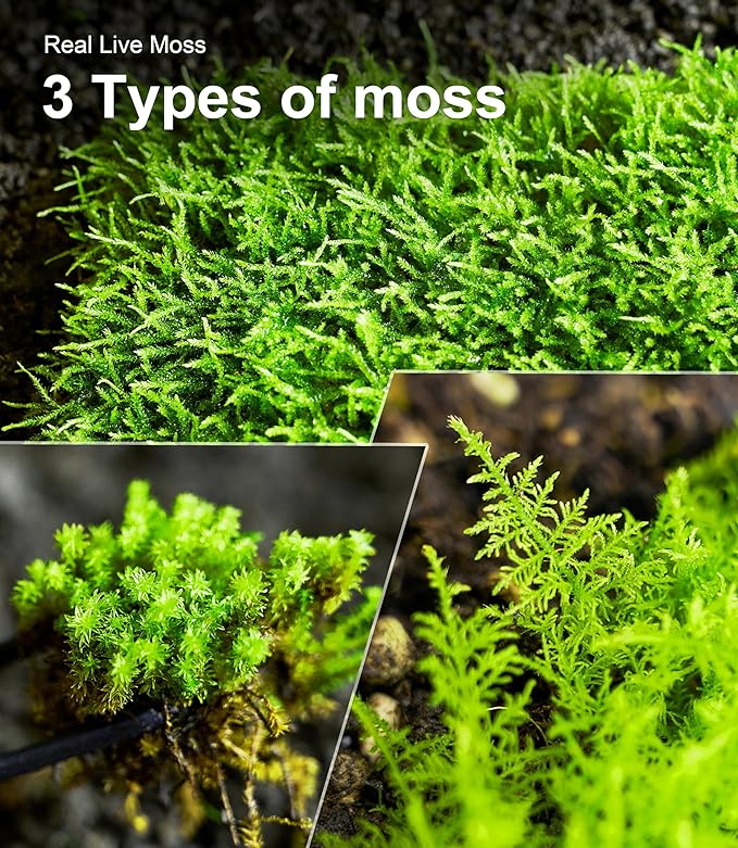 Live Moss Variety Pack – 3-Pack Mixed Mosses (Each 3.5" x 7") – Real Sheet Moss for Terrariums, Bonsai, Reptile Tanks, Succulents & DIY Plant Crafts, Living Moss for Terrarium, Indoor planters