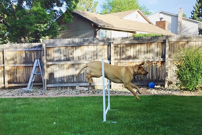 Dog Agility Training Equipment Course Set, Weave Poles, Dog Agility Jump with Dog Agility Jump Cups and Tire Jump