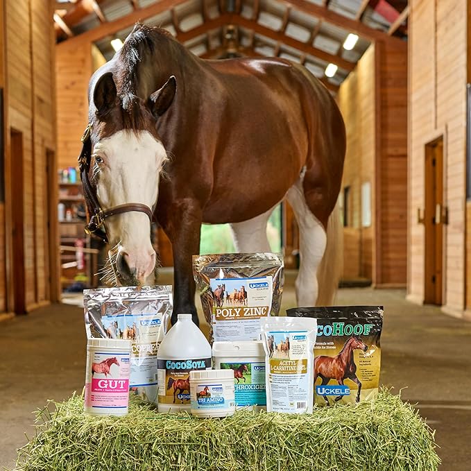 SmartEquine EquiBase Grass Pellets | Horse Vitamins & Minerals Supplement | Forage Balancer | Horses in Light to Moderate Work | 15 lb Bucket