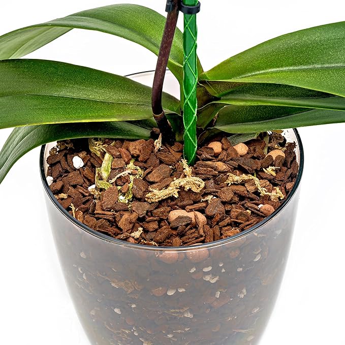 Organic Premium Orchid Soil Mix by Gardenera - Hand Mixed Classic Sphagnum Moss Potting Soil Mix - for Phalaenopsis Orchid - 10 Quart (2 Bags of 5 Quart)