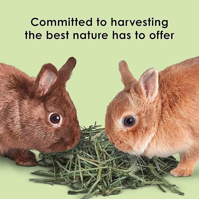 Kaytee Wafer Cut All Natural Timothy Hay for Pet Guinea Pigs, Rabbits & Other Small Animals, 11.25 Pounds