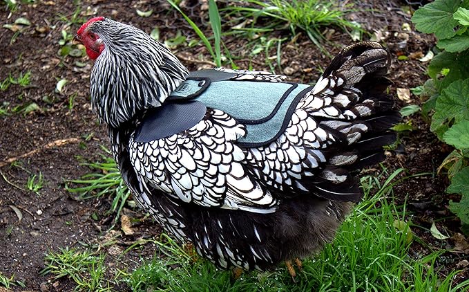DOWN UNDER OUTDOORS 2 Pack Small Chicken Saddles for Bantams and Young Birds, Includes Shoulder Covers (Teal)