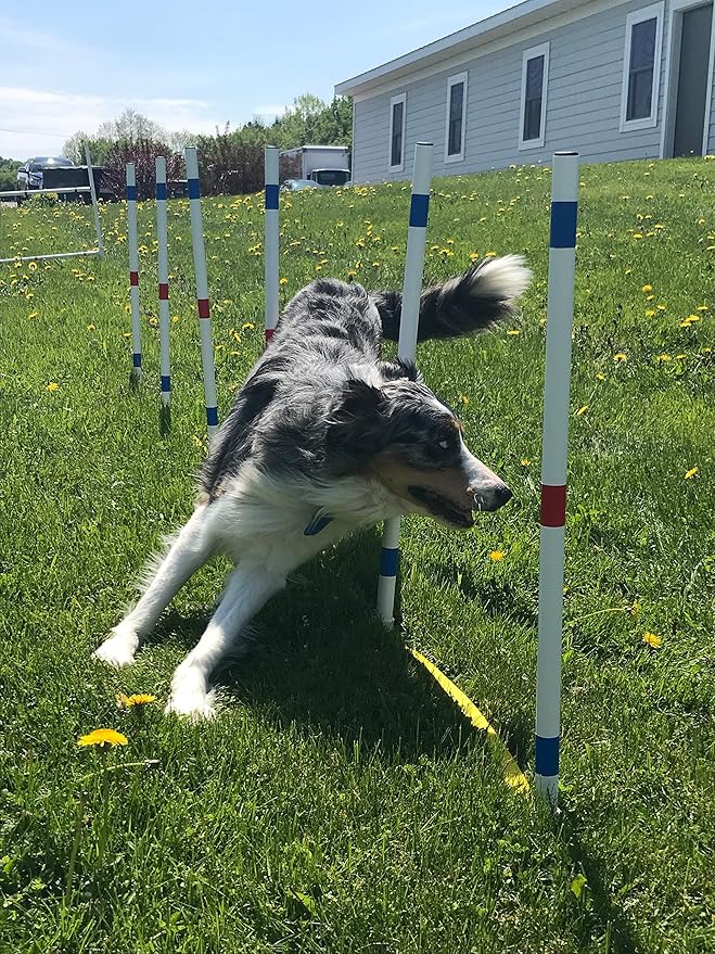 Dog Agility Equipment Deluxe Beginner Set, 3 Bar Jumps, 6 Weave Poles,1 Octagon Hoop Jump Agility Course for Dogs