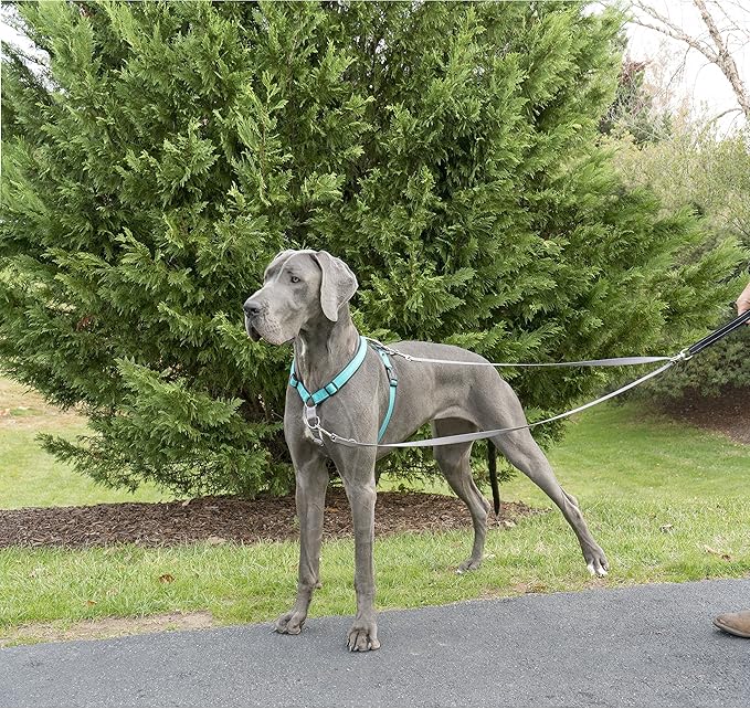PetSafe Two Point Control Leash, Padded and Reflective Nylon, Converts to Single Leash, Works with 3in1 Harnesses, 3/4 in. Wide